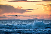 Pelican on Buena Vista Beach in Costa Rica, Central America