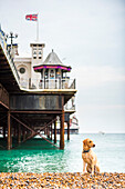 Golden labrador on Brighton Beach, Brighton and Hove, East Sussex, England, United Kingdom, Europe