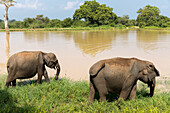 Asian elephants in Udawalawe National Park, Sri Lanka, Asia
