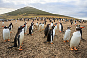 Gentoo Penguin (Pygoscelis papua) colony, Saunders Island, Falkland Islands