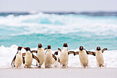 Rockhopper Penguin (Eudyptes chrysocome) group coming ashore, Falkland Islands