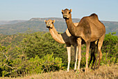 Dromedary (Camelus dromedarius) camels in deciduous cloud forest, Dhofar Mountains, Oman