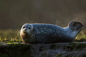 Harbor Seal (Phoca vitulina) steaming as sun hits its wet body, Elkhorn Slough, Monterey Bay, California