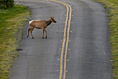 Tule Elk (Cervus elaphus nannodes) female crossing road, Point Reyes National Seashore, California
