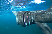 Basking Shark (Cetorhinus maximus) filter feeding, Inner Hebrides, Scotland
