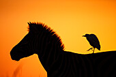 Cattle Egret (Bubulcus ibis) on Burchell's Zebra (Equus burchellii), Rietvlei Nature Reserve, South Africa