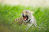 Leopard (Panthera pardus) snarling, Rietvlei Nature Reserve, South Africa