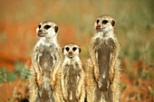 Meerkat (Suricata suricatta) trio, Kalahari, South Africa