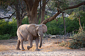 African Elephant (Loxodonta africana) in desert, Kaokoland, Namibia