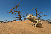 Namaqua Chameleon (Chamaeleo namaquensis) in desert, Dorob National Park, Namibia