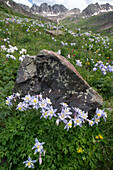 Colorado Blue Columbine (Aquilegia caerulea) flowers in alpine basin, Colorado