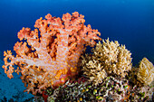 Soft Coral (Nephtheidae), Cenderawasih Bay, West Papua, Indonesia