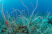 Soft Coral (Alcyonacea), Cenderawasih Bay, West Papua, Indonesia