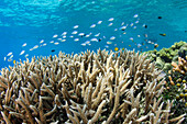 Stony Coral (Acropora sp) and fish school, Cenderawasih Bay, West Papua, Indonesia