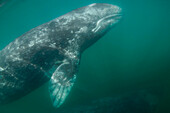 Gray Whale (Eschrichtius robustus) calf, San Ignacio Lagoon, Baja California, Mexico