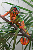 Panther Chameleon (Chamaeleo pardalis) with aposematic coloration, Madagascar