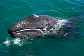 Gray Whale (Eschrichtius robustus) calf at surface, San Ignacio Lagoon, Baja California, Mexico