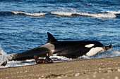 Orca (Orcinus orca) beaching itself to hunt South American Sea Lion (Otaria flavescens), Punta Norte, Peninsula Valdez, Argentina