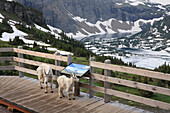Mountain Goat (Oreamnos americanus) nanny and yearling on platform, Glacier National Park, Montana