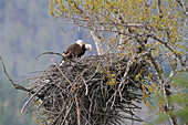Bald Eagle (Haliaeetus leucocephalus) pair on nest, Glacier National Park, Montana