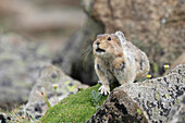 American Pika (Ochotona princeps) calling, Glacier National Park, Montana