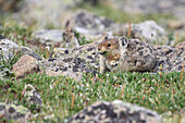 American Pika (Ochotona princeps) feeding on grass, Glacier National Park, Montana