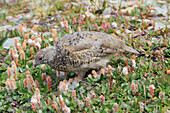 White-tailed Ptarmigan (Lagopus leucura), Glacier National Park, Montana