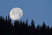 Moon over coniferous forest, Glacier National Park, Montana