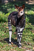 Okapi (Okapia johnstoni) calf, native to Africa