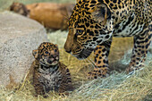 Jaguar (Panthera onca) cub with mother, San Diego Zoo, California