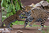 Jaguar (Panthera onca) cub playing with mother, San Diego Zoo, California