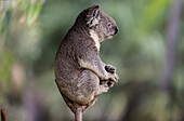 Queensland Koala (Phascolarctos cinereus adustus) male, San Diego Zoo, California