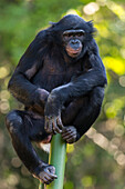 Bonobo (Pan paniscus) female, San Diego Zoo, California