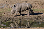 White Rhinoceros (Ceratotherium simum) calf, San Diego Zoo Safari Park, California