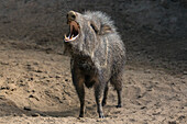 Chacoan Peccary (Catagonus wagneri) in defensive posture, native to Americas