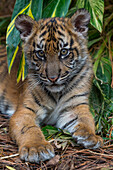 Sumatran Tiger (Panthera tigris sumatrae) cub, San Diego Zoo Safari Park, California