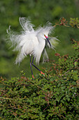 Snowy Egret (Egretta thula) in courtship display, Florida