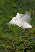 Snowy Egret (Egretta thula) in courtship display, Florida