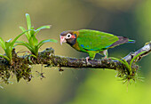 Brown-hooded Parrot (Pyrilia haematotis), Costa Rica