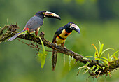 Collared Aracari (Pteroglossus torquatus) pair, Costa Rica