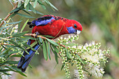 Crimson Rosella (Platycercus elegans) feeding on fruit, Australia