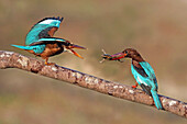 White-throated Kingfisher (Halcyon smyrnensis) parent feeding fledgling, Malaysia