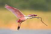 Roseate Spoonbill (Platalea ajaja) flying with nesting material, Florida