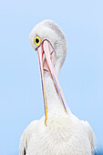 Australian Pelican (Pelecanus conspicillatus) preening, Kangaroo Island, South Australia, Australia