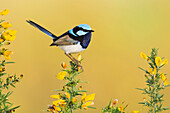 Superb Fairywren (Malurus cyaneus) male, Victoria, Australia