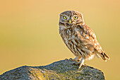 Little Owl (Athene noctua), Hungary