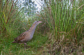 Corncrake (Crex crex) male, Saxony, Germany