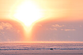 Polar Bear (Ursus maritimus) on ice under midnight sun in late winter, Svalbard, Spitsbergen, Norway