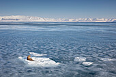 Walrus (Odobenus rosmarus) on ice floe, Svalbard, Spitsbergen, Norway