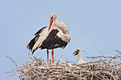 White Stork (Ciconia ciconia) parent preening with chick in nest, Danube Delta, Romania